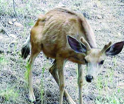 whitetail deer disease symptoms